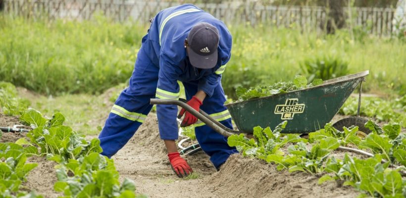 Garden maintenance and upkeep